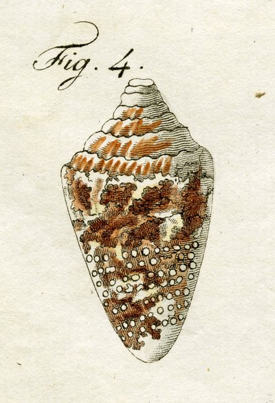 Illustration av Conus Ammiralis, 1790 (handfärgad gravyr) av Jacob Xavier Schmuzer